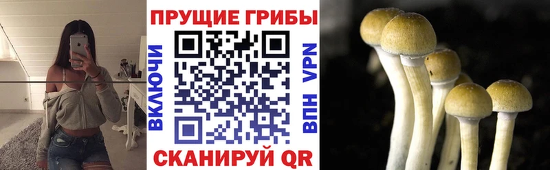 Галлюциногенные грибы MAGIC MUSHROOMS  Купить  Тула 